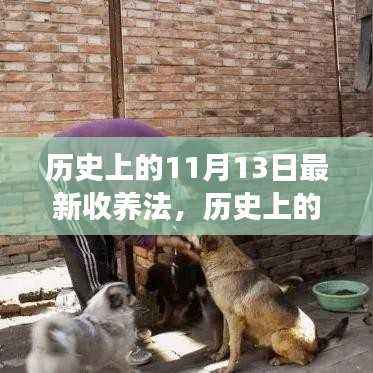 历史上的新收养法,心灵之旅与探寻自然美景的奇妙探险之旅