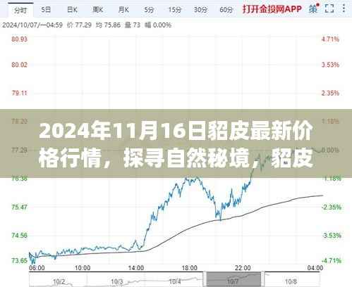 2024年貂皮最新行情揭秘,心灵之旅与价格交响
