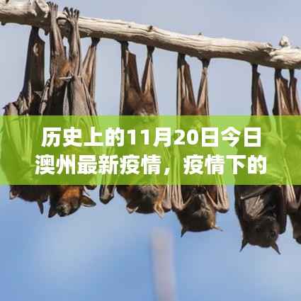 澳州疫情下的日常故事,疫情奇遇与温馨日常(11月20日报道)