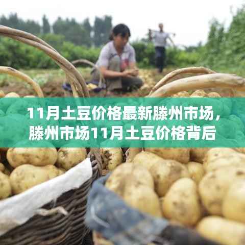 滕州市场11月土豆价格揭秘,科技革新与智能追踪系统引领未来生活新篇章