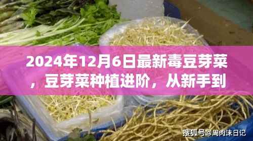 豆芽菜种植进阶,从新手到专家,最新毒豆芽菜种植指南(2024版)