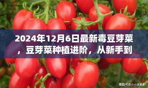 豆芽菜种植进阶,从新手到专家,最新毒豆芽菜种植指南(2024版)