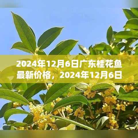 广东桂花鱼最新价格行情,市场走势与选购指南(2024年12月6日)