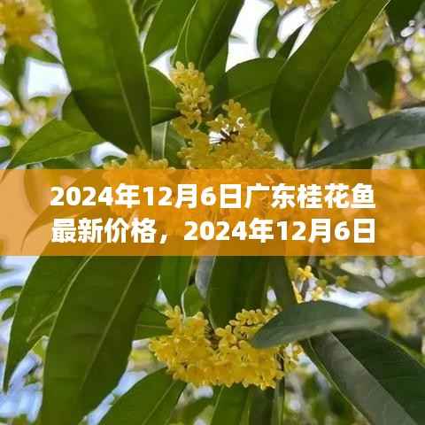 广东桂花鱼最新价格行情,市场走势与选购指南(2024年12月6日)