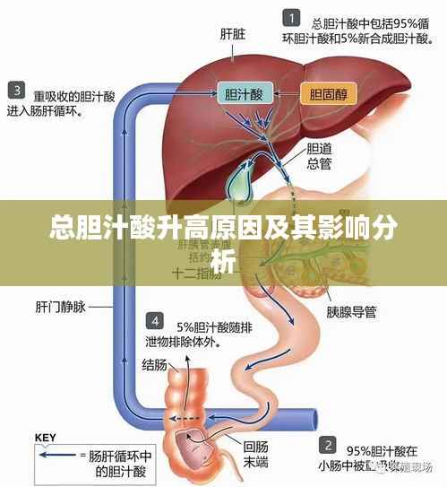总胆汁酸升高原因及其影响分析
