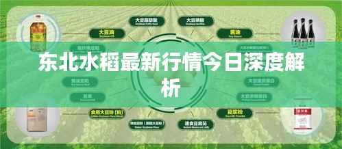 东北水稻最新行情今日深度解析