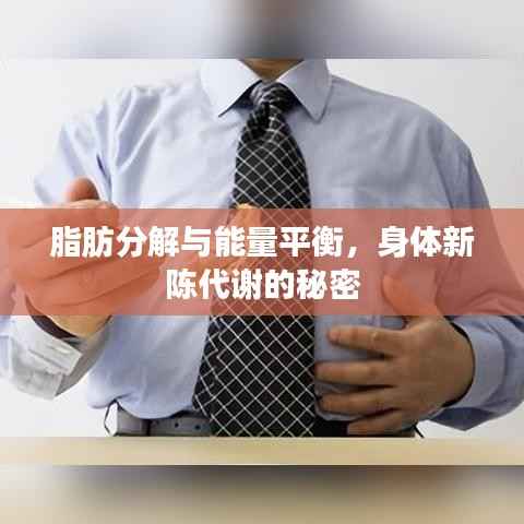 脂肪分解与能量平衡,身体新陈代谢的秘密