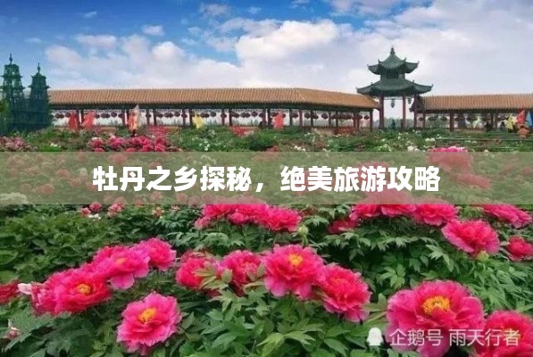 牡丹之乡探秘,绝美旅游攻略