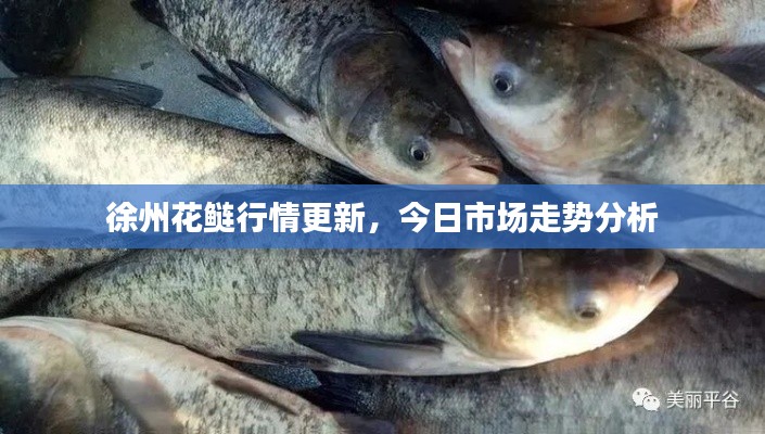 徐州花鲢行情更新,今日市场走势分析